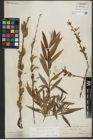 Foto von Salix purpurea L. x Salix viminalis L.
